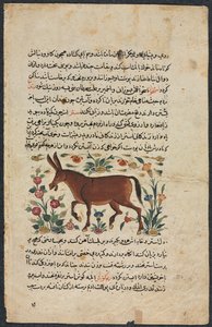 Khar Ass, de un Nuzhat-nama-yi alai Excelente Libro de Consejos..., 1400s de Unbekannt