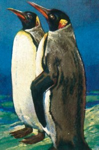 Pingüinos rey, c1928 de Unbekannt