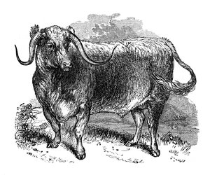 Buey de Lancashire, espécimen de las razas de cuernos largos, 1848