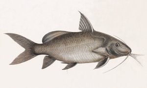 Le Pimelode Scheilan, primer plano de Unbekannt