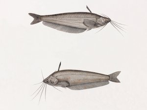 Le Silure Oudnei de Unbekannt