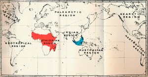 Lemuroidea - II. Mapa, mostrando la distribución de Tarsiidae Azul, y Galaginae Rojo, 1897 de Unbekannt