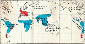 Lemuroidea - IV. Mapa, mostrando la distribución de Antropoidea vivos (azul) y fósiles (rojo), 1897