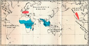 Lemuroidea - I. Mapa, mostrando la distribución de azul vivo y fósil rojo, 1897 de Unbekannt