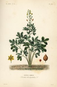 Leontice, Leontice leontopetalum de Unbekannt
