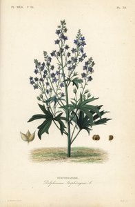 Matapiojos o stavesacre, Delphinium staphisagria, Staphisaigre de Unbekannt