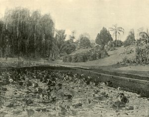 Estanque de lirios, Jardines Botánicos de Brisbane, 1901 de Unbekannt