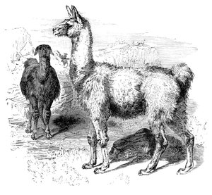 Llamas