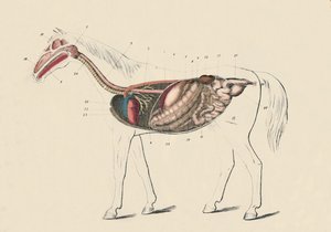 Sección longitudinal del caballo, c. 1879 de Unbekannt