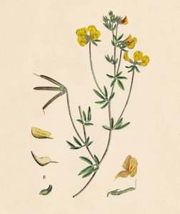 Lotus tenius. Trébol de aves delgadas, siglo XIX de Unbekannt