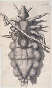 Piojo aferrado a un cabello humano en Micrographia de Hooke, 1665 de Unbekannt