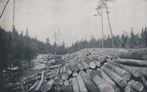 Explotación forestal, 1924 de Unbekannt