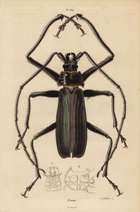 Escarabajo Macrotoma hayesii