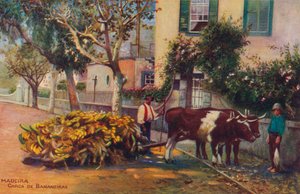 Madeira - Carca De Bananeiras, c1940