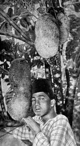 Malayo recogiendo jackfruit, 1922 de Unbekannt