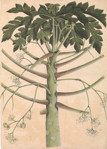 Árbol de papaya macho, ca. 1790-1800 de Unbekannt