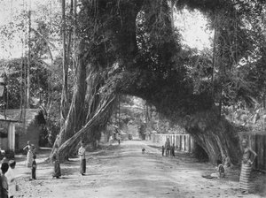Pintoresca higuera vieja Ficus indica en la carretera Clombo-Galle cerca de Kalutara, 1926 de Unbekannt