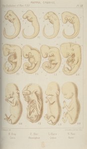 Embriones de mamíferos, 1905 de Unbekannt