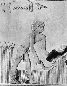 Hombre cosechando cebada con una hoz, probablemente de madera con pedernal, Egipto Antiguo, c. 240 a.C. de Unbekannt