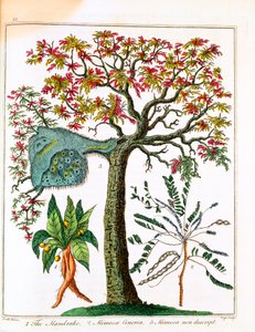 Mandrágora, planta sensible y acacia, c. 1795 de Unbekannt