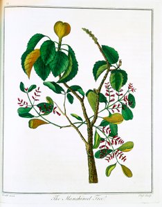 Árbol Manzanillo o Guayaba Venenosa de Unbekannt