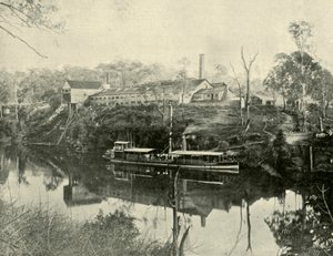 Trabajos de carne, cerca de Grafton, Nueva Gales del Sur, 1901 de Unbekannt