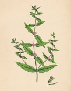 Mentha gracilis, var. genuina. Menta esbelta, siglo XIX de Unbekannt