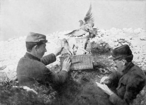 Palomas mensajeras siendo liberadas en la línea del frente, Primera Guerra Mundial, 1915 de Unbekannt