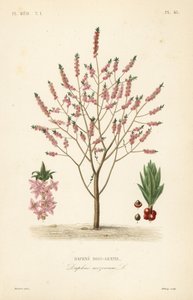 Mezereon o laurel espinoso, Daphne mezereum de Unbekannt