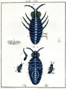 Microscopía de Unbekannt