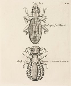 Microscopía de Unbekannt