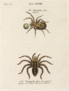 Microscopía de Unbekannt