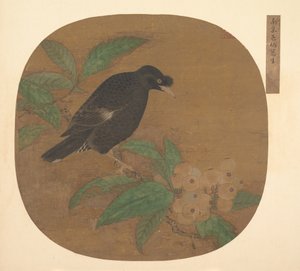 Pájaro Minah en una rama de níspero de Unbekannt