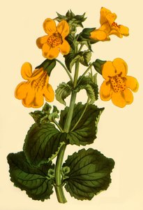 Flor de mono, 1812, 1944 de Unbekannt
