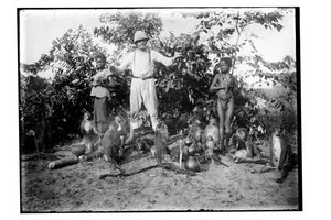 Monos, c.1910 de Unbekannt