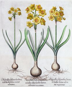 Narcisos, 1613 de Unbekannt