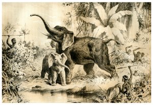 Nativos lanzando lanzas a un elefante, 1883