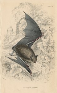 Murciélago de Natterer Myotis nattereri, 1828 de Unbekannt