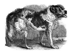 Perro de Terranova, 1848 de Unbekannt