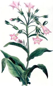 Nicotiana tabacum - planta de tabaco, 1823 de Unbekannt