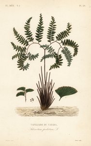 Helecho de doncella del norte, Adiantum pedatum de Unbekannt