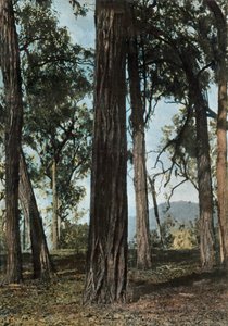Nueva Guinea. El Bosque de Hierro, Papúa Nueva Guinea - Árboles de hierro, 1900