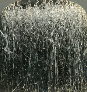 Cultivo de avena, Pensilvania, EE.UU. de Unbekannt