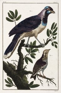 Aves tropicales: grajos de Cayena y cotinga de las Molucas