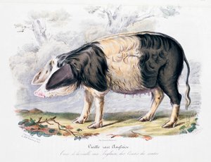 Raza de cerdo inglés antiguo, 1842 de Unbekannt