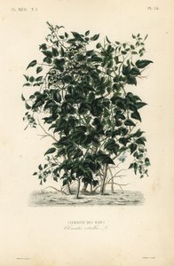 Clematis vitalba de Unbekannt