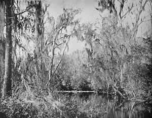 En Governors Creek, río Ocklawaha, Florida, c1897 de Unbekannt