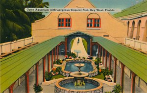 Acuario abierto con hermosos peces tropicales, Key West, Florida, c. 1940s de Unbekannt