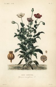Amapola de opio de Unbekannt