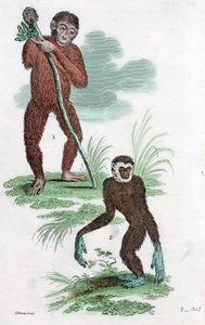 Orangután y Gibón, 1822